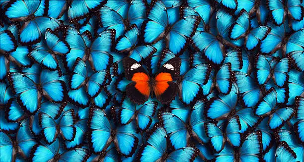Large group of blue morpho butterflies (Morpho peleides) as a background with one orange butterfly in the foreground. 