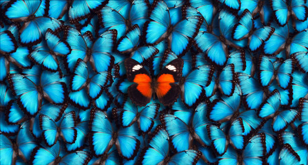 borboleta azul de fundo panorâmicas - animal print pictures imagens e fotografias de stock