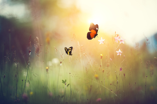 Primavera prado con mariposas photo