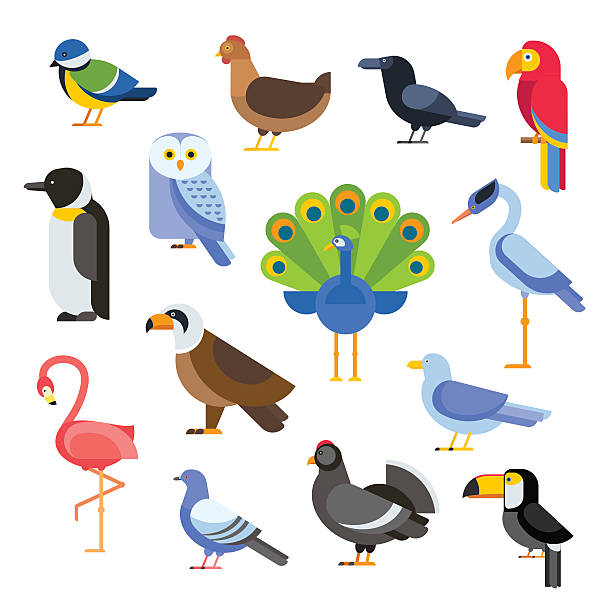 Birds vector set illustration. Egle, parrot, pigeon and toucan. Penguins Birds vector set. Birds illustration. Egle, parrot. Pigeon and toucan. Bird collection. Penguins, flamingos. Crows and peacocks. Black grouse, chicken. Sofa and heron toucan white background stock illustrations