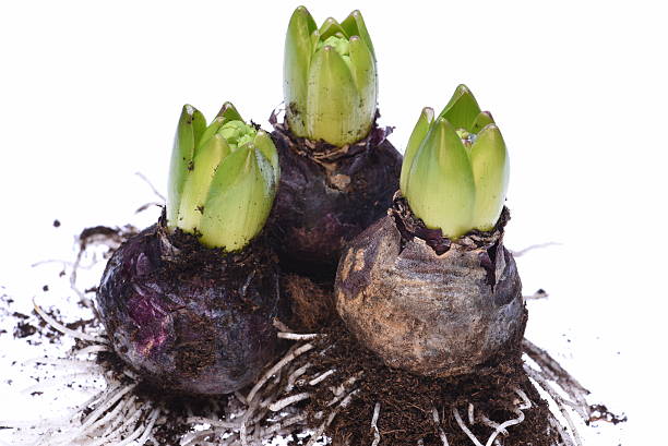 istock Closeup of hyacinth bulbs 506868634