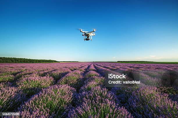Varna Bulgaria 22 De Junio De 2015 Flying Soniquete Sobre El Salón Lavender Foto de stock y más banco de imágenes de Dron