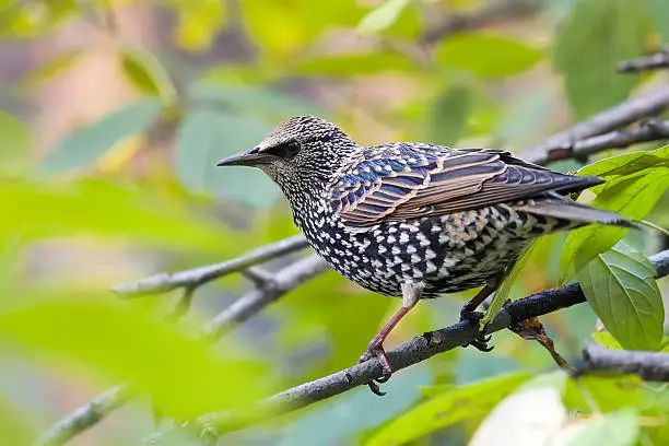 Photo of mottled black Starling