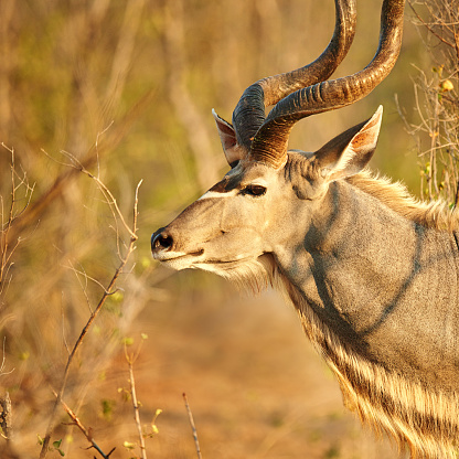 Cropped shot of a male kudu on the plains of Africahttp://195.154.178.81/DATA/i_collage/pi/shoots/806256.jpg