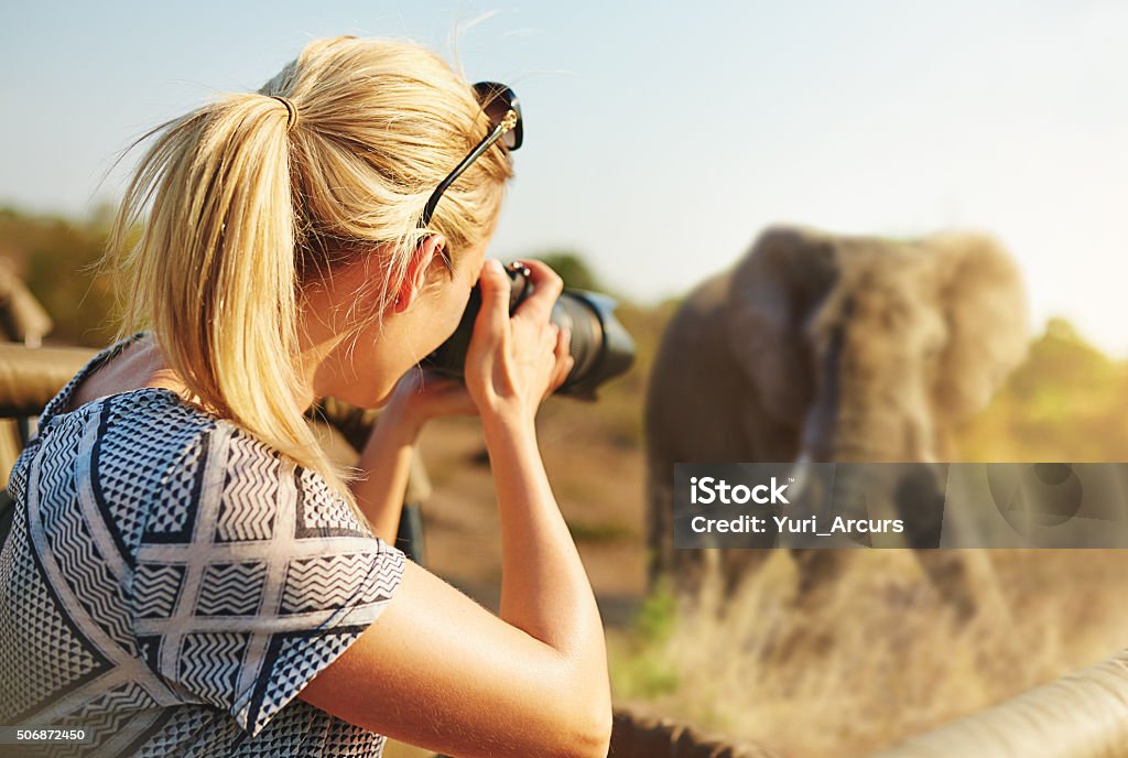 Capturing wildlife Cropped shot of a female tourist taking photographs of elephants while on safarihttp://195.154.178.81/DATA/i_collage/pi/shoots/806259.jpg Safari Stock Photo