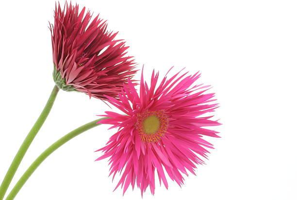 istock Transvaal daisy in a white background 506872560