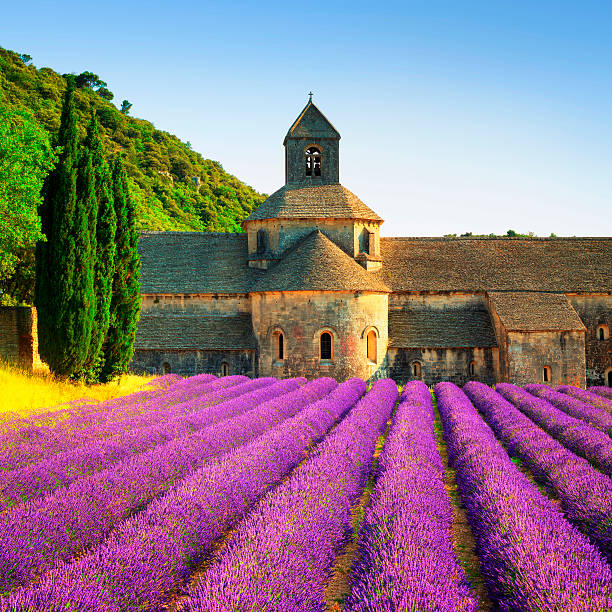 Abbey of Senanque blooming lavender flowers on sunset. Gordes, L Abbey of Senanque and blooming rows lavender flowers on sunset. Gordes, Luberon, Vaucluse, Provence, France, Europe. abbey monastery photos stock pictures, royalty-free photos & images