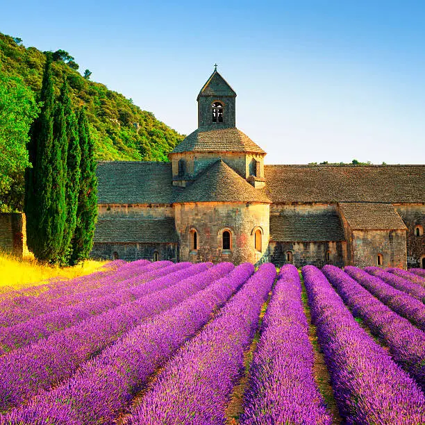 Abbey of Senanque and blooming rows lavender flowers on sunset. Gordes, Luberon, Vaucluse, Provence, France, Europe.