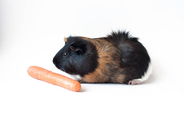 istock pet guinea pig with carrot on white background 506872824