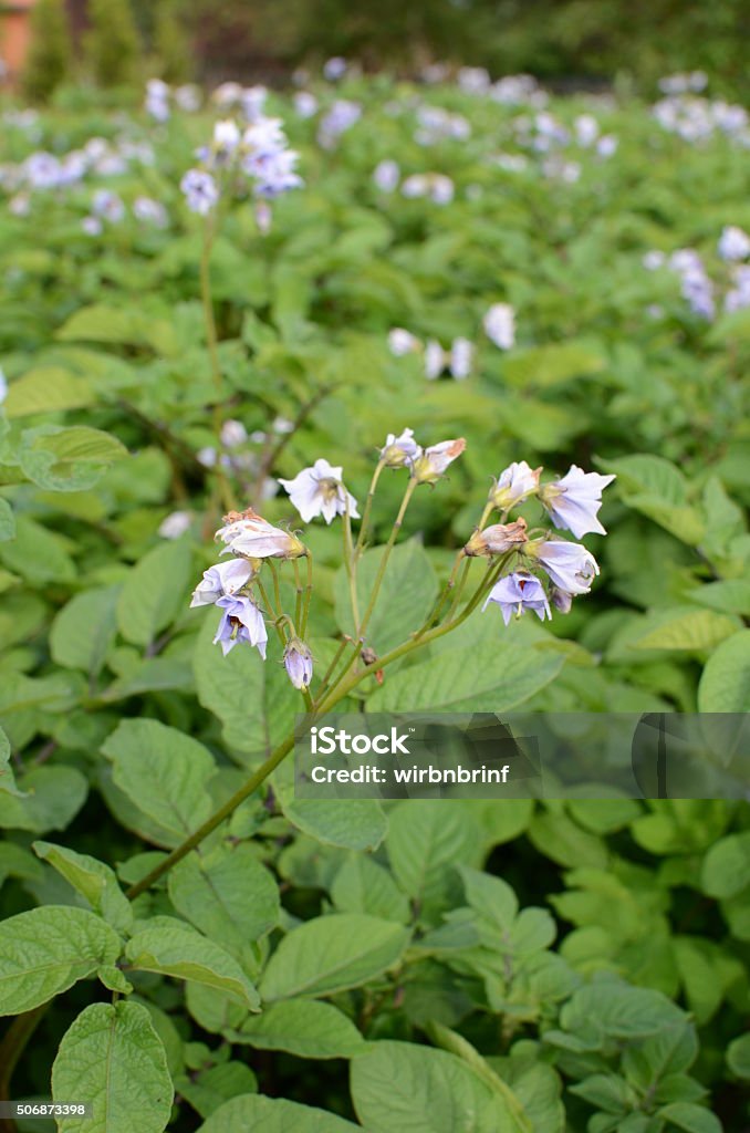 Blühendes Nartoffelfeld - Foto de stock de Agricultura royalty-free