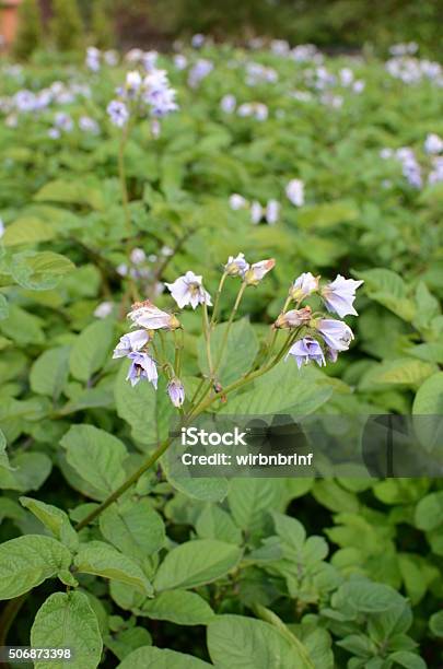 Foto de Blühendes Nartoffelfeld e mais fotos de stock de Agricultura - Agricultura, Alimento básico, Colher - Atividade agrícola