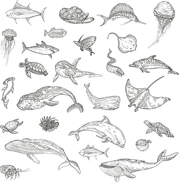 ภาพประกอบสต็อกที่เกี่ยวกับ “รูปแบบของสัตว์เลี้ยงทะเล - ปลาปักเป้า ปลาเขตร้อน”