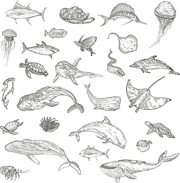 Vector illustration of The pattern of marine animals.