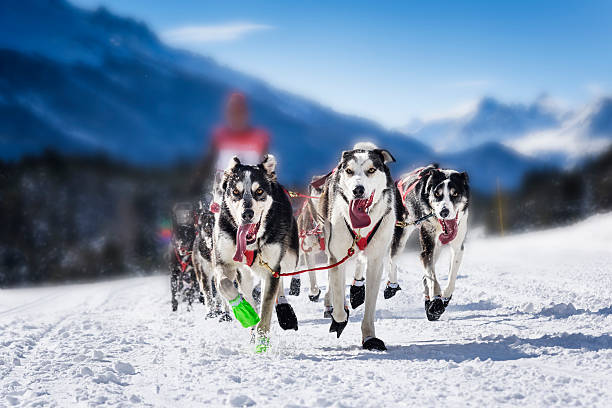 Sledge dogs in speed racing musher dogteam driver and Siberian husky at snow winter competition race in forest dogsledding stock pictures, royalty-free photos & images