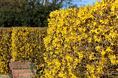 Image of flowering hedge with yellow forsythia flowers, gateway entrance