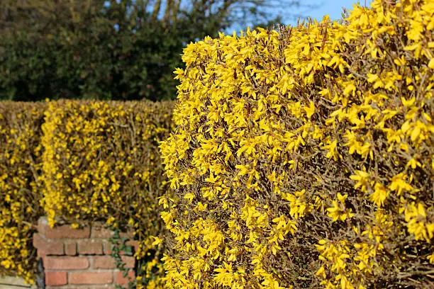 Photo showing a mass of yellow flowers that are part of a flowering forsythia hedge in a garden, either side of a grand gate entrance with red-brick posts.  The forsythia plants have been pruned over a series of years to form a neat, twiggy bush / hedge, meaning that they look spectacular in spring, when the flowers arrive.  In the summer, the large green leaves ensure that the bushes form an attractive, dense boundary, rather like garden topiary.
