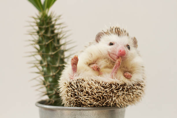 8,070 Funny Hedgehog Stock Photos, Pictures & Royalty-Free Images - iStock  | Funny fox, Funny sloth, Funny panda