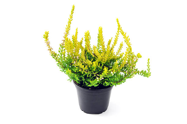 istock heather erica flower in green. 506876388