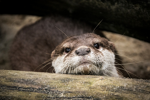 Portrait of an otter on the sandy river bank under a fallen tree. Its muzzle and head are covered by sand grains. The otter curiously sniffed around the trunk and at the moment looked directly into the camera.