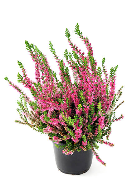 istock heather erica flower in pink. 506876774