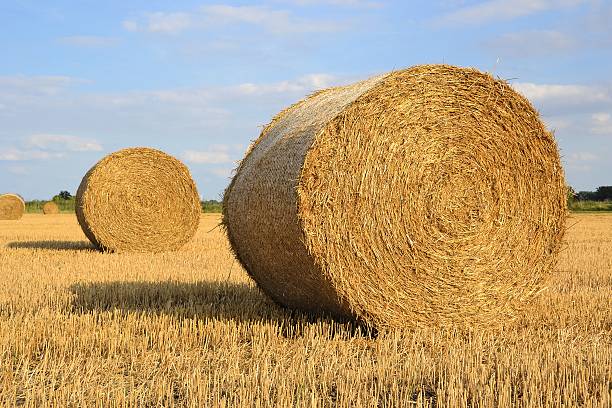 straw bales - round bale stock-fotos und bilder