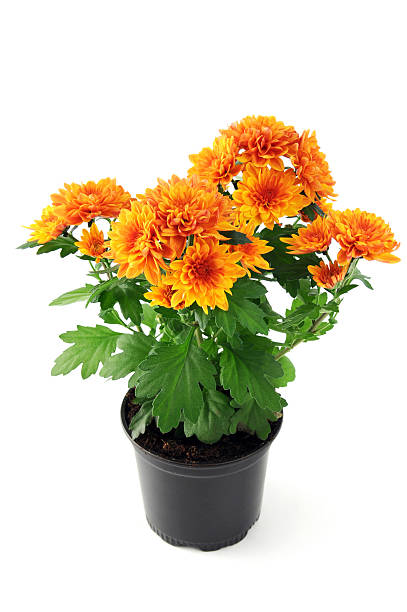 istock Flowerpot with orange Chrysanthemum 506877416