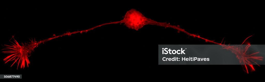 Bipolar neuron Microfilaments in neuronal growth cone of developing rat sensory neuron (dorsal root ganglion of embryonic day 13). Nerve growth factor (NGF) was added to culture medium to induce the neurite outgrowth. Phalloidin staining. Fluorescence microscopy, 100x oil immersion objective lens. Biological Cell Stock Photo