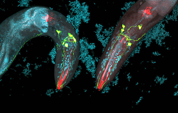 caenorhabditis elegans - bacterium magnification high scale magnification green стоковые фото и изображения