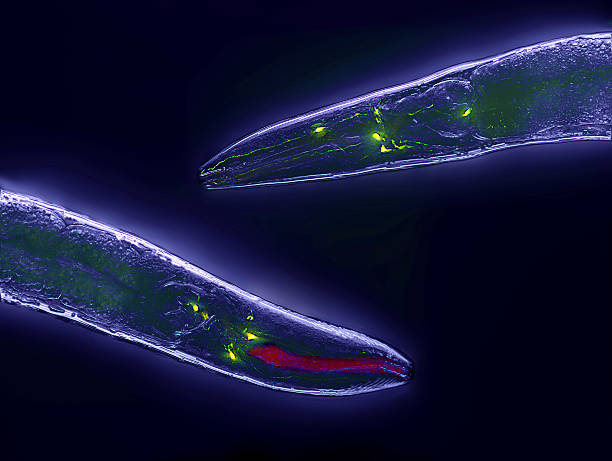 caenorhabditis elegans - bacterium magnification high scale magnification green стоковые фото и изображения
