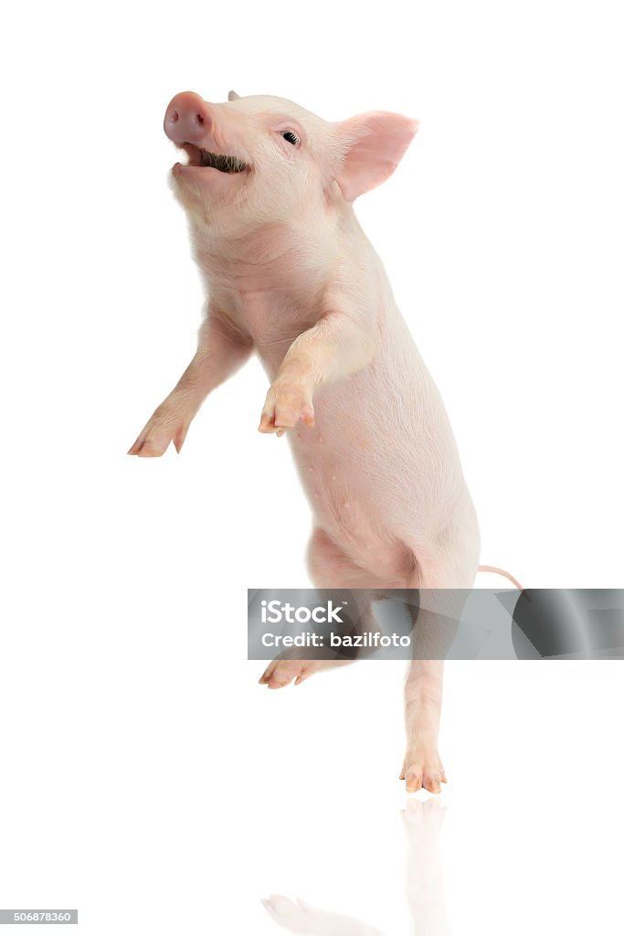 pig pig going on hinder legs on a white background Pig Stock Photo