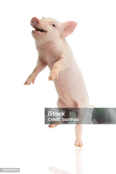 Pig Stock Photo - Download Image Now - Pig, Paw, Laughing