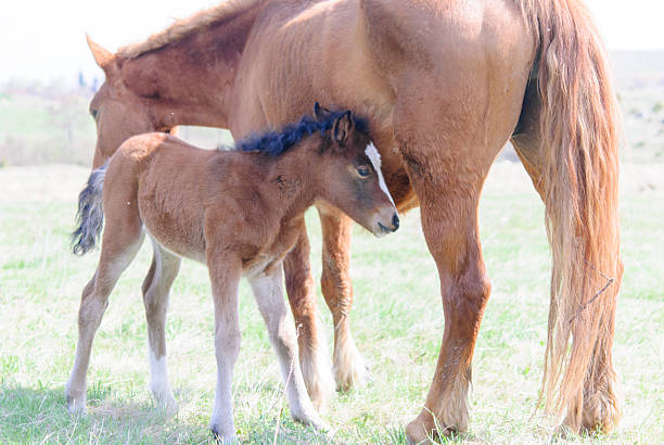 istock Horses in the meadow spring 506878914