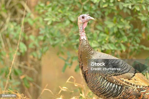 Turkey Back Open Wild Turkey Looking Back Over Its Shoulder Stock Photo - Download Image ...
