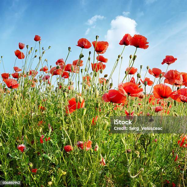 Red Poppies On Green Field Stock Photo - Download Image Now - Agricultural Field, Beauty In Nature, Blossom