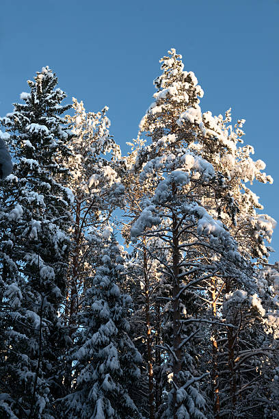 Winter Tree stock photo