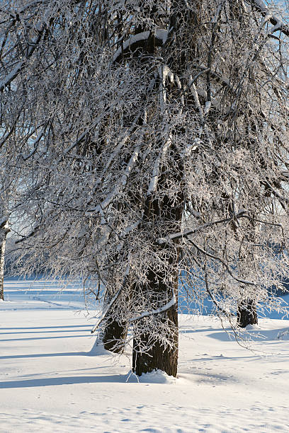 Winter Tree stock photo