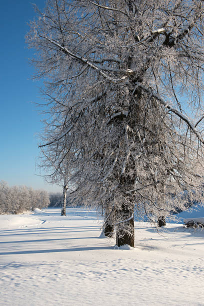 Winter Tree stock photo