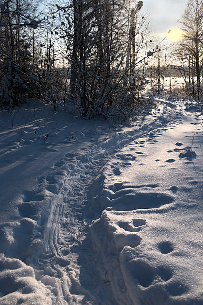 winter path in the woods at sunset stock photo