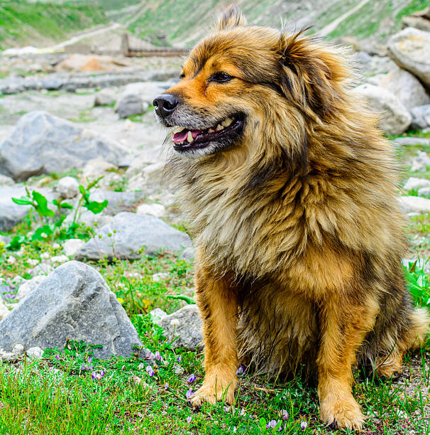 istock Himalayan herding dog relaxing at Spiti Valley, India, 506882030
