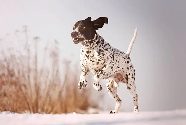 beautiful, happy, healthy, young, snow, merry,fun happy Auvergne pointing dog or puppy running and jumping and flying in winter on a dirt road, snow and blue sky