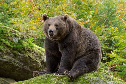 Brown Bear in the Bavarian forest sitting on a rock.