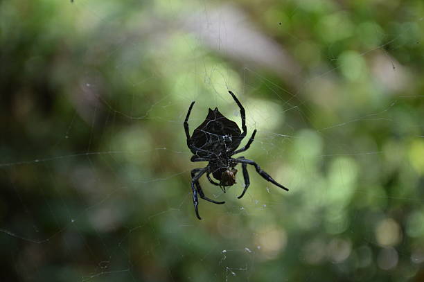 araignée sauvage - mesh web spider photos et images de collection