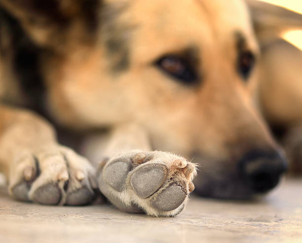 istock The elderly and injured stray dog 506884450