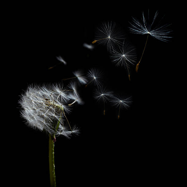 istock Airborne dandelion seeds. 506884880