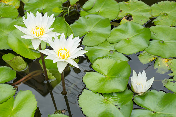 lotus in einem teich - lillypad lily water lily water stock-fotos und bilder