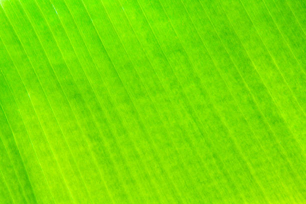 istock Green leaves background 506886649