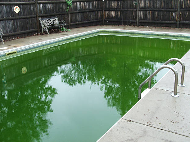 Algae filled pool stock photo