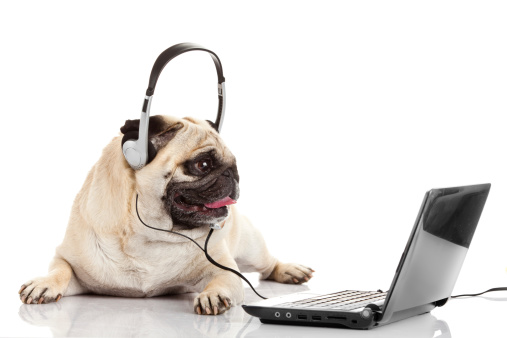 Call Center Agent Pug Dog Telephone Operator Stock Photo - Download ...