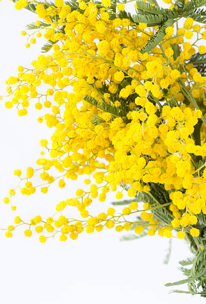 istock blossoming yellow mimosa 506888788