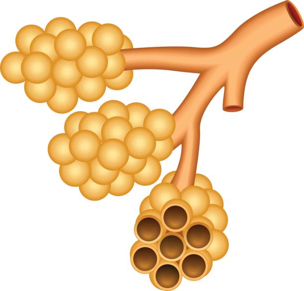 ilustrações, clipart, desenhos animados e ícones de alveoli pulmonar - árvore brônquica